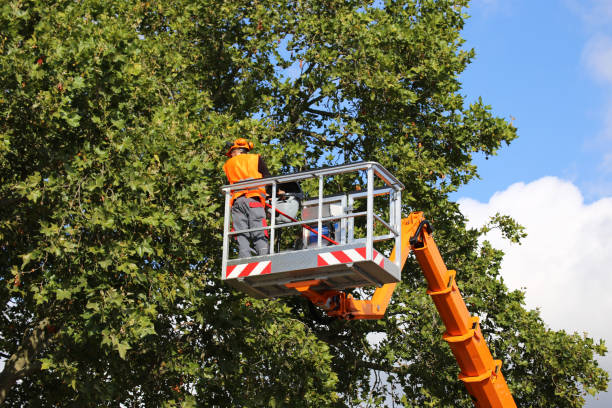 Residential Tree Removal in Grass Lake, MI